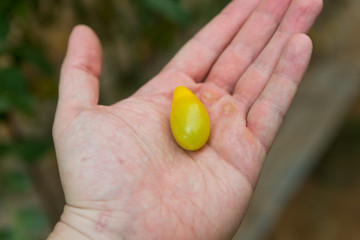 The Salad Trail in Southern Israel