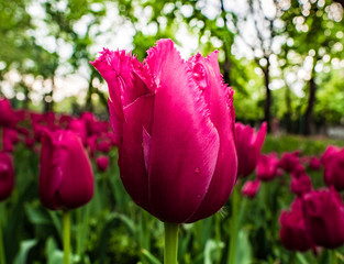 Purple tulip flower 
