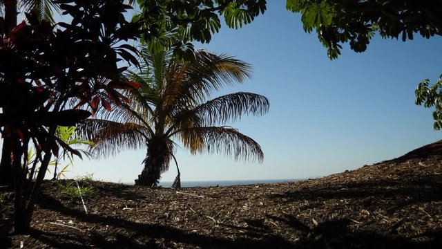 Palm tree on the cliff against the sky, Trees around and ocean in background