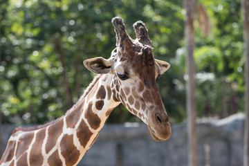 portrait of giraffe