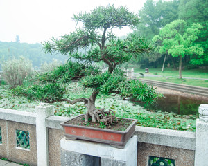 Giant bonzai tree at the garden in Wuhan China.