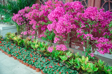 Fototapeta na wymiar Blooming Bougainvillea of magenta color in the garden in Wuhan, China.