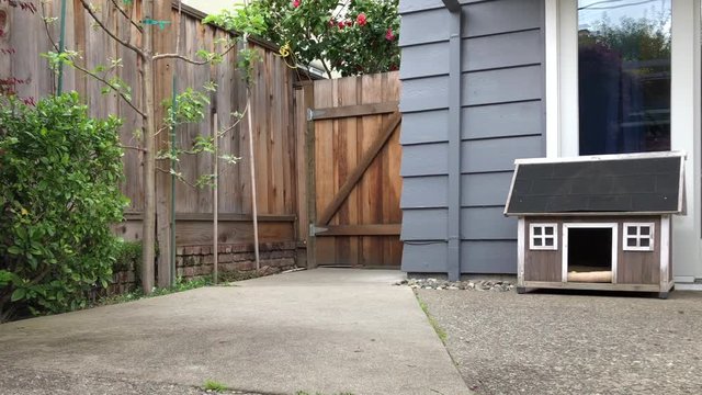 4K HD video of a small terrier beagle mix puppy chasing a small blue ball and returning, playing fetch. First time bringing ball back, second time no ball returned