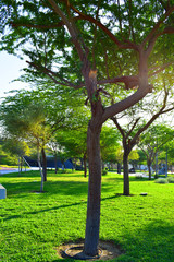 Greenery from grass and tree with the scattered light from sun.