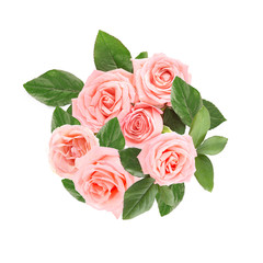 Beautiful rose flowers on white background