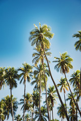 Palm Trees, Coconut Trees, Blue Sky