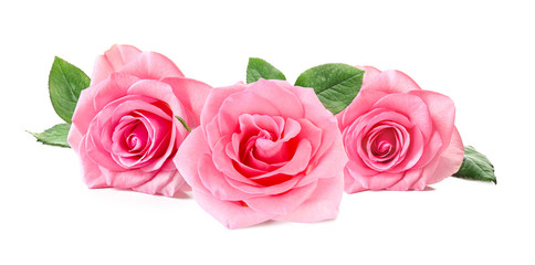 Beautiful rose flower on white background