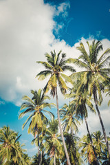 Obraz na płótnie Canvas Palm Trees, Coconut Trees, Blue Sky