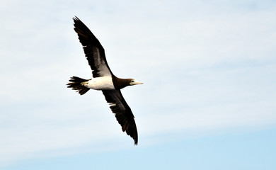 Fototapeta na wymiar Seabird Brown Booby (Sula leucogaster) flying on the white, cloudy sky background.