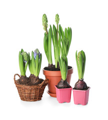Hyacinth plants in pots on white background