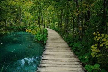 wooden bridge in forest