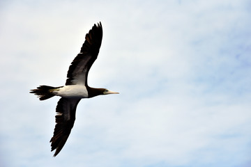 Seabird Brown Booby (Sula leucogaster) flying on the white, cloudy sky background.