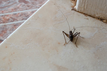 Rear Of Cricket (Acheta domesticus)