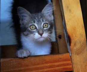 cat in a box