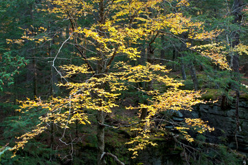 Fall color on the banks of the Sturgeon River in the Upper Peninsula of Michigan.