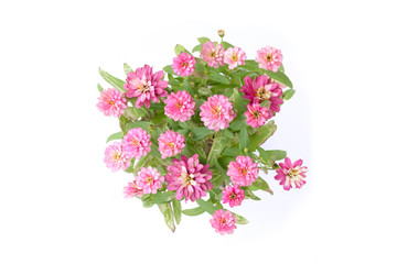 Beautiful pink zinnia on white background.