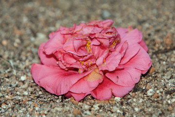 the Camellia Debutante japonica, a double bloom