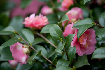 the Camellia Debutante japonica, a double bloom