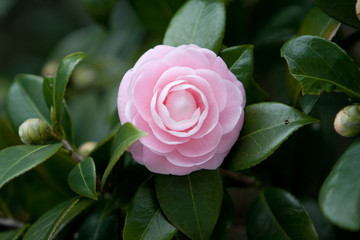 the Camellia Debutante japonica, a double bloom