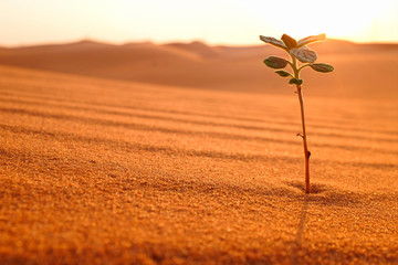 A young plant growing on a desert land at sunrise. Rebirth, hope and new beginnings concept.