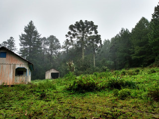 Obraz premium FlonaSFP II - Brazil