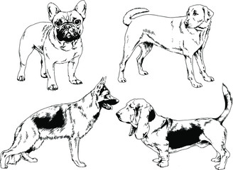 vector drawings sketches pedigree dogs in the racks drawn in ink by hand , objects with no background