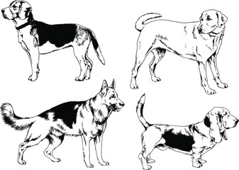 vector drawings sketches pedigree dogs in the racks drawn in ink by hand , objects with no background