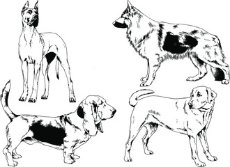 vector drawings sketches pedigree dogs in the racks drawn in ink by hand , objects with no background