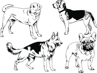 vector drawings sketches pedigree dogs in the racks drawn in ink by hand , objects with no background