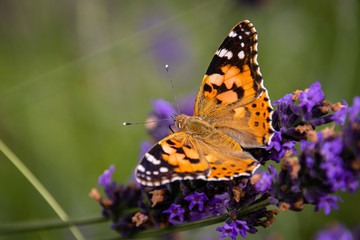 Painted lady, Cosmopolite (Vanessa cardui) on Lavender (Lavandula)