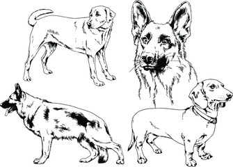 vector drawings sketches pedigree dogs in the racks drawn in ink by hand , objects with no background