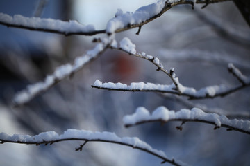 Flakes of snow on branch. Selective focus of Snowflake on tree during winter, shallow depth of field