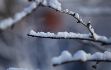 Flakes of snow on branch. Selective focus of Snowflake on tree during winter, shallow depth of field