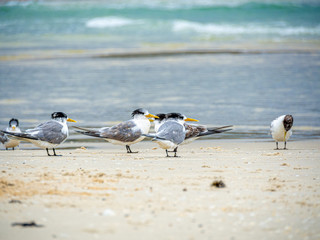 Terns Low Level