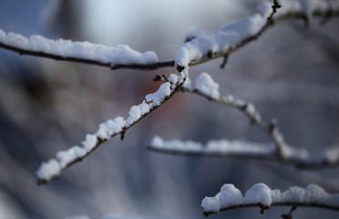 Flakes of snow on branch. Selective focus of Snowflake on tree during winter, shallow depth of field