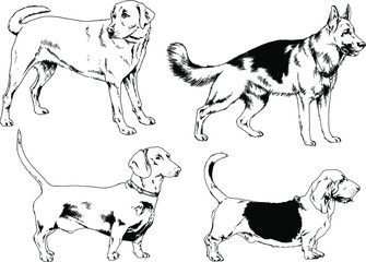 vector drawings sketches pedigree dogs in the racks drawn in ink by hand , objects with no background