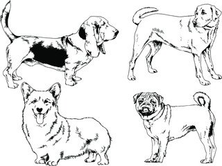 vector drawings sketches pedigree dogs in the racks drawn in ink by hand , objects with no background