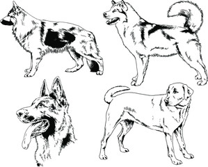 vector drawings sketches pedigree dogs in the racks drawn in ink by hand , objects with no background