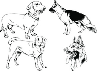 vector drawings sketches pedigree dogs in the racks drawn in ink by hand , objects with no background