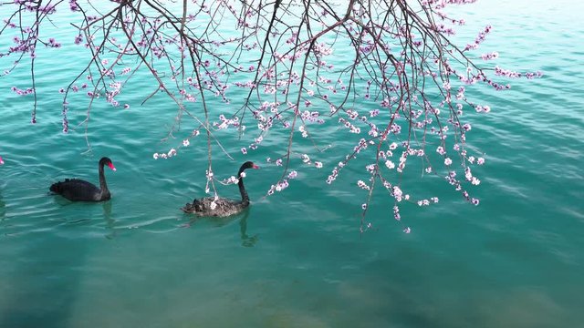 A flock of black swans in the blue lake