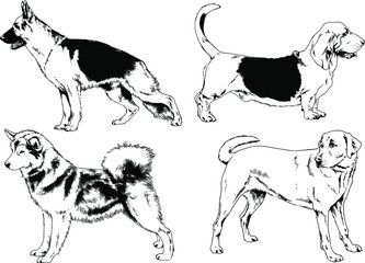 vector drawings sketches pedigree dogs in the racks drawn in ink by hand , objects with no background