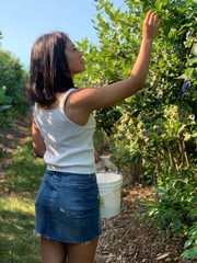 Woman picking Bluerberries at blueberry farm in Nashua New Hampshire USA