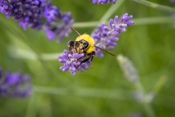 Bumblebee (Bombus) on Lavender (Lavandula)