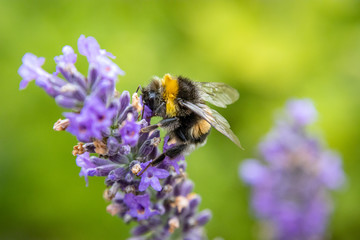 Bumblebee (Bombus) on Lavender (Lavandula)