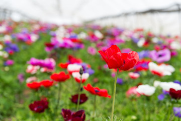 The strawberry and the flower - self picking