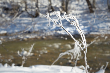 Frozen twigs covered with hoarfrost.