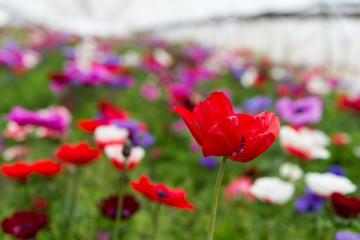 The strawberry and the flower - self picking