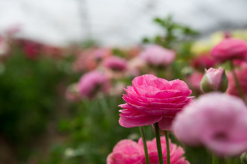 The strawberry and the flower - self picking