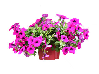 bouquet of flowers in basket isolated on white