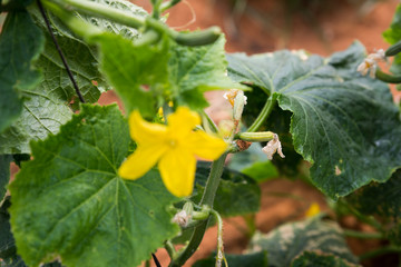 The strawberry and the flower - self picking